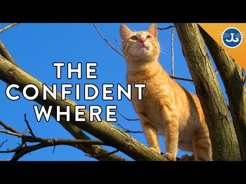 Location = Cat Confidence