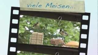 preview picture of video 'Artenvielfalt in Höhr-Grenzhausen.m4v'