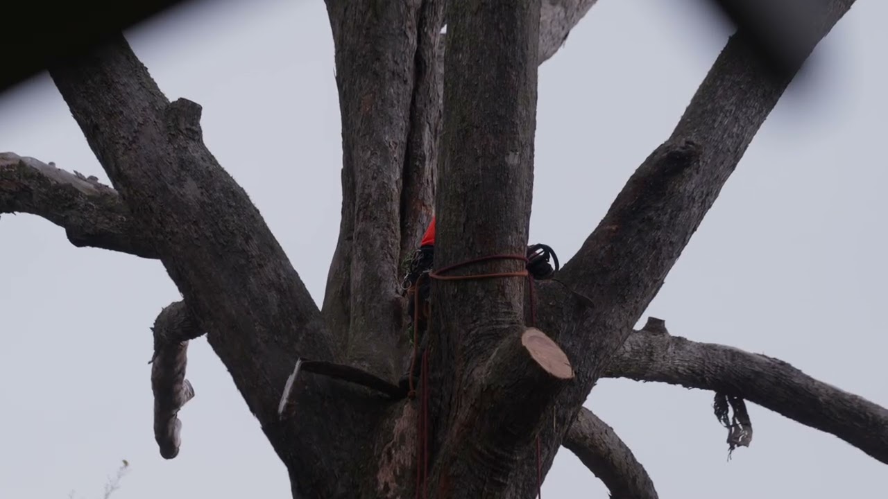 Brady Tree Service