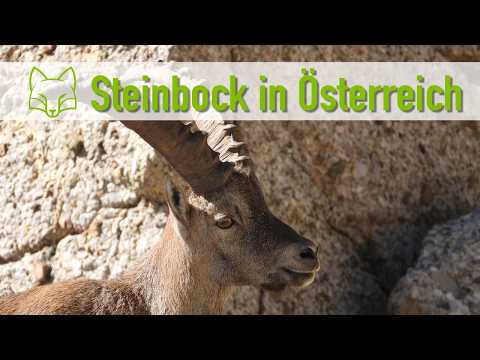 The hunt for the Alpine ibex