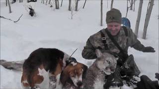 2011 Wyoming Mountain Lion Shot with .357.wmv