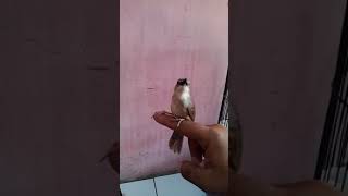 Download lagu Ciblek gunung materi belalang emas mp3