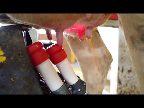 Melkroboter auf Haus Düsse