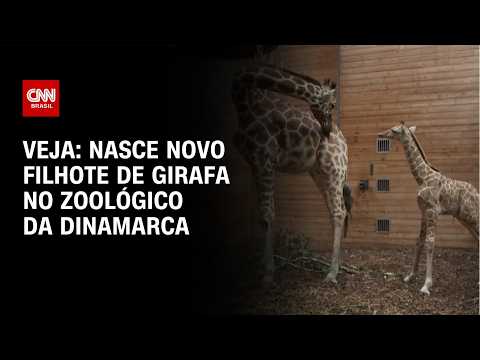 Novo filhote de girafa de zoológico da Dinamarca encanta; veja imagens | CNN BRASIL