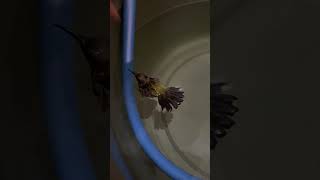 Download lagu Akhirnya Poin 1 Burung Sogon Kena Perangkap #sogon #kicaumania #qinarabanyuwangi mp3 Download lagu Akhirnya Poin 1 Burung Sogon Kena Perangkap #sogon #kicaumania #qinarabanyuwangi mp3