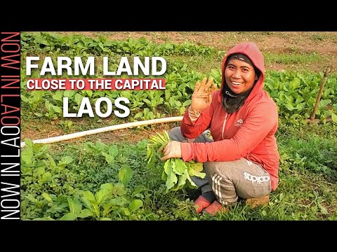 Terreno agrícola perto da capital do Laos | Agora no Laos