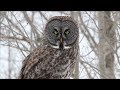 World's largest owl