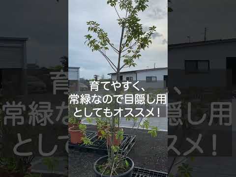 santolina-chamaecyparissus-santoline-petit-cyprès-automne-après-floraison