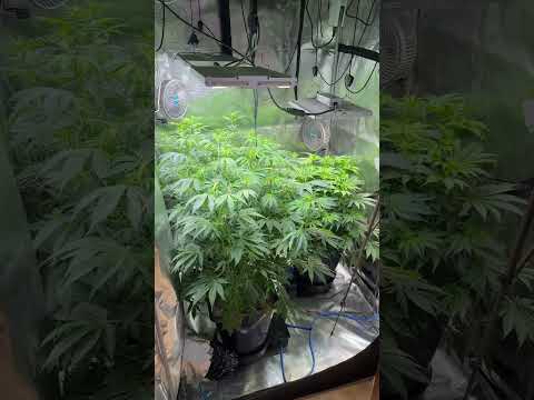 Day 16 After Flipping 12/12 #grow #plants #gardening