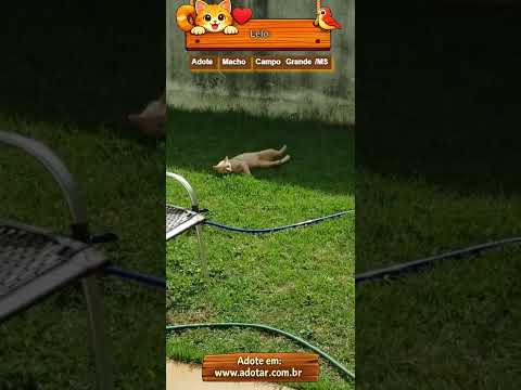 Vídeo de Lelo