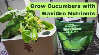 Grow Cucumbers using MaxiGro nutrients #aerogarden #hydroponics Quick Snack Cucumber Parthenocarpy