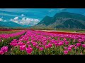 1 HOUR Chopin Fantaisie Impromptu Slowed Down Reverb