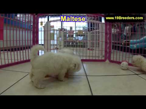 Maltese, Puppies, For, Sale, In, Butte Silver Bow, Montana, MT, Helena, Havre, Kalispell
