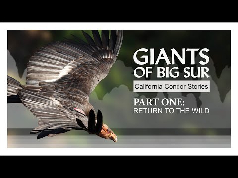 California Condor Big Sur reintroduction