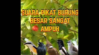 Download lagu suara pikat burung besar mp3
