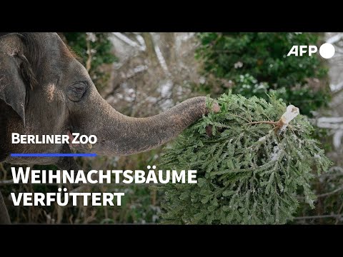 Video Thumbnail: Neujahrstradition: Berliner Zoo verfüttert Weihnachtsbäume | AFP