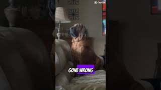 #dog #bloodhound #bloodhounddog #doglovers #doglover #funny #dogs #yourdog #cute