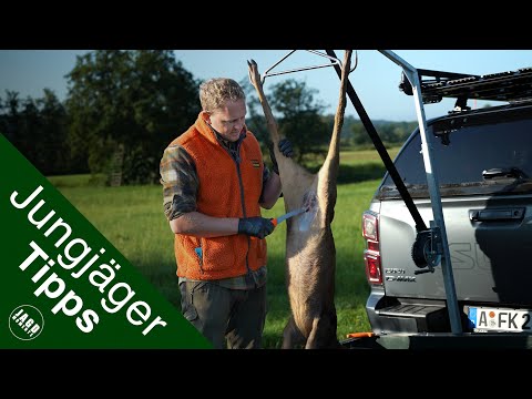 Dressing a roebuck | Tips for young hunters