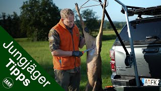 Rehbock aufbrechen  | Jungjägertipps