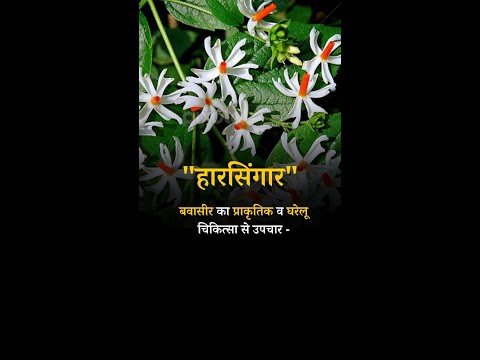 Natural and Home Remedies for Piles Harsingar#harsingar #harbingerfitness#piles#pilesclini