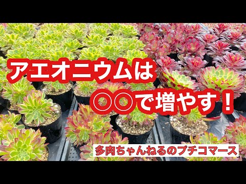 園芸 キウイアエオニウム