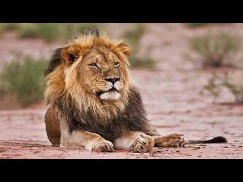 Opwekking 682 U de leeuw van Juda 1B