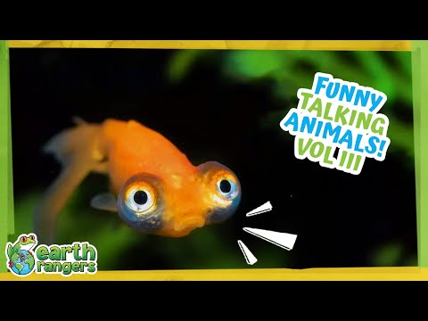 Funny Talking Animals Vol. 3 | Earth Rangers