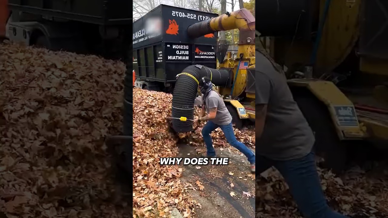 Why Do We Throw Out Fallen Leaves? #interesting
