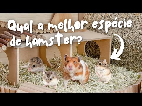 Qual é a melhor espécie de hamster para você? | Cuidados com Hamsters pra Tutores Iniciantes 🐹🤓