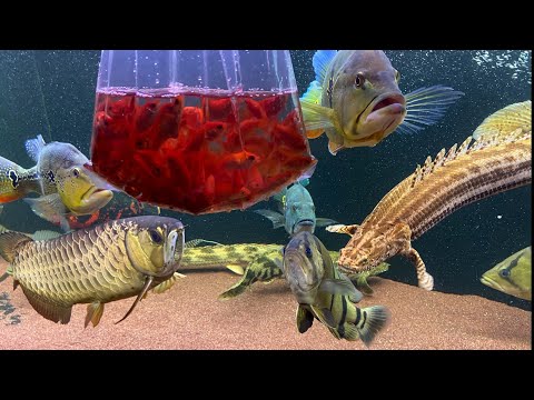 , title : '平凡な大型の肉食魚水槽に普段は与えない金魚を100匹入れてみた結果・・・　『aquarium』『Feeding Monster Fish』'