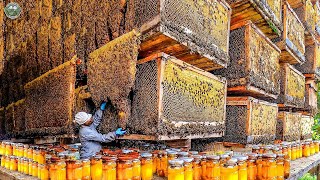 Download the video "Biggest Bee Farm Harvest Million Liters Of Honey In America This Way | Agriculture Technology"