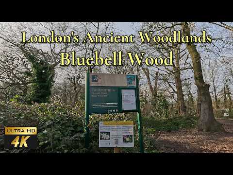 🇬🇧 Ancient Woods of London - Bluebell Wood walking tour in 4K