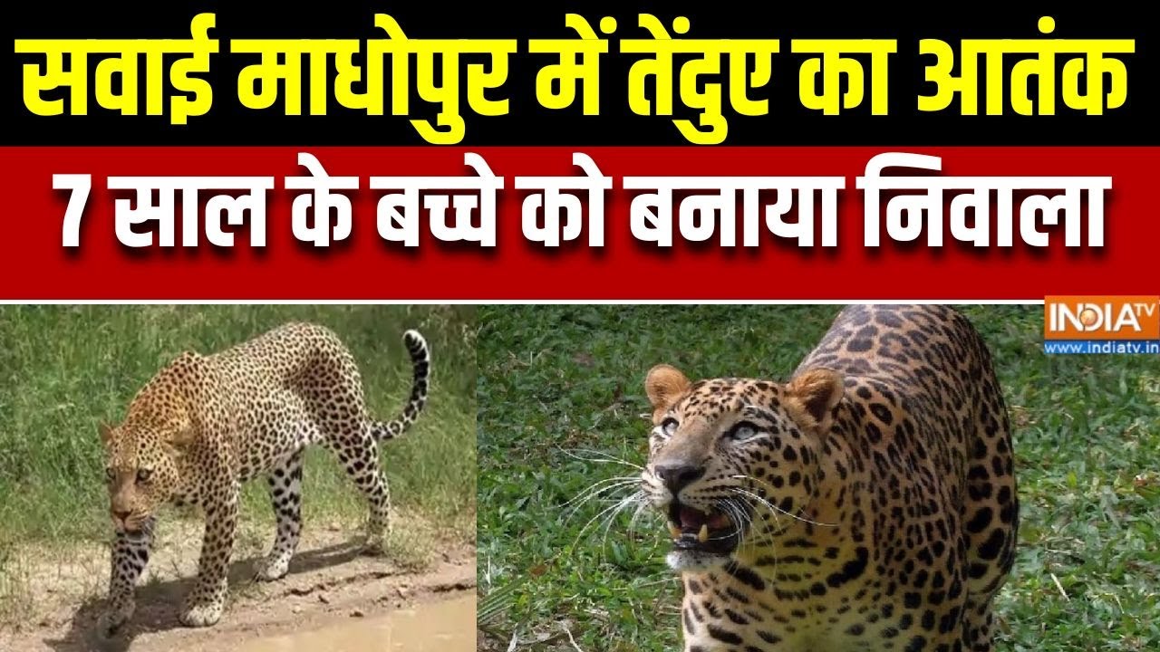 Leopard died in Sawai Madhopur : सवाई माधोपुर में तेंदुए का आतंक, 7 साल के ब