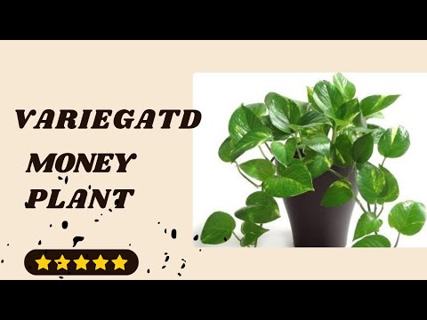 Variegated Money Plant Information