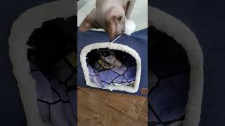 Domeček pro kočky 41x41cm béžová