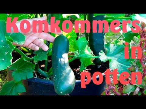 , title : 'Komkommers in potten'