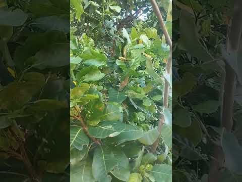 As flores do caju já está vindo no Piauí!!!!!!
