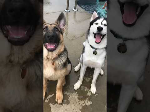 German Shepherd vs Huskies🤣🐕#shorts #dog #doglover #dogs #husky #huskydog #germanshepherd