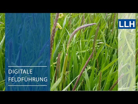 Digitale Feldführung: Ackerfuchsschwanz Bekämpfungsstrategien am Beispiel der Versuchsparzelle