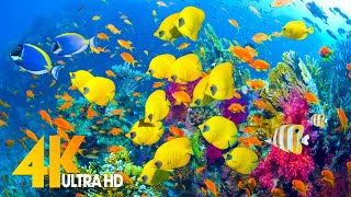 Amazing Underwater World - 4K Relaxation Video with Calming Music | Coral Reefs, Fish (4K VIDEO HD)
