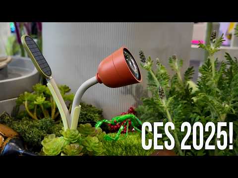 Bird Buddy's Wonder System adorably records butterflies #ces2025
