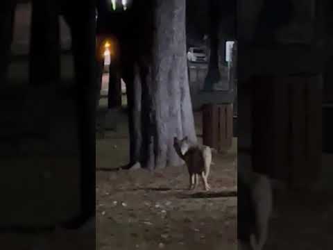 Il lupo nel parco, tra le macchine e i passanti: uno spettacolo unico anche per chi filma