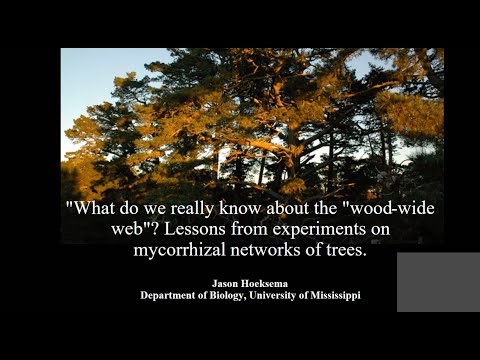ISYEB SEMINAIRE- J.HOEKSEMA "What do we really know about the "wood-wide web ?"