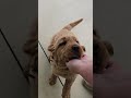Golden Retriever dogs for sale: Daisy - Video 1