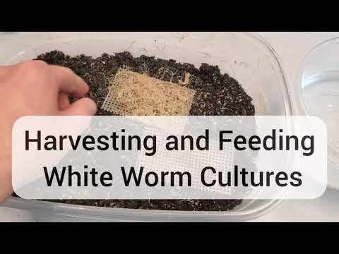 Harvesting White Worms and Feeding Fish