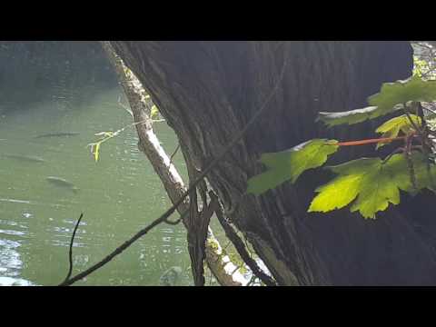 Wraysbury 1 lumps