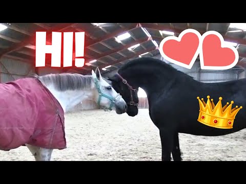 Ponies in the pub. Happy children. Queen👑Uniek has a new friend? Or not yet | Friesian Horses
