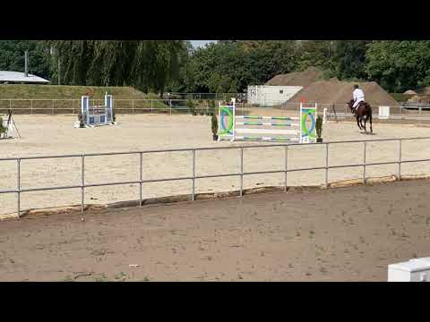 Coleman S - Hannoveraner Springpferde Championat 2020