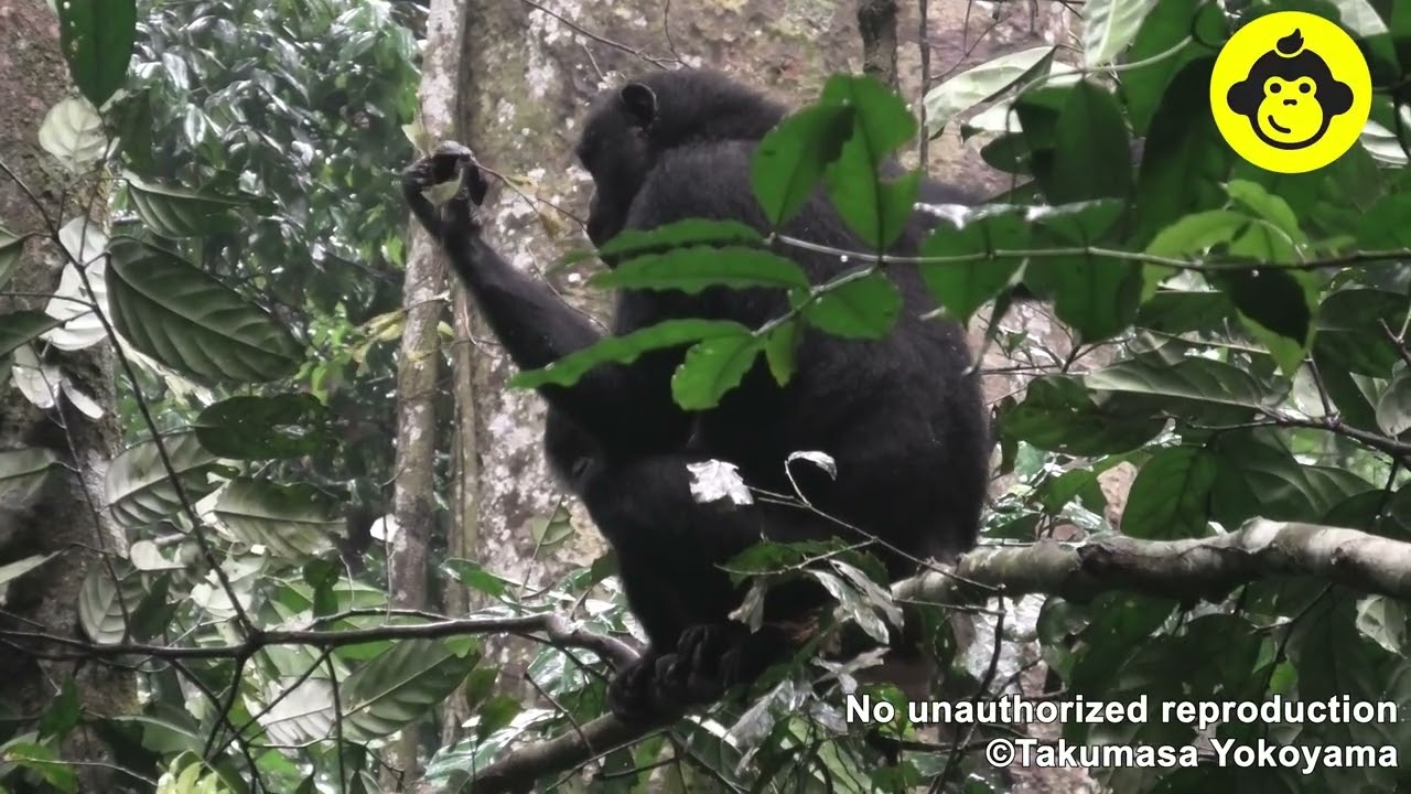 Female Bonobo Feeding in a Tree!【Observations of Bonobos #205】
