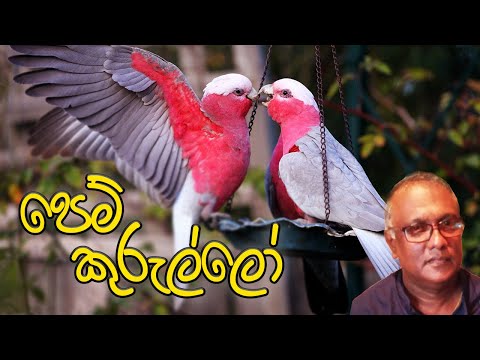 Pem Kurullo - Cover Song by Chamley Fernando